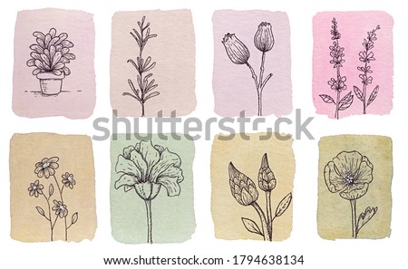 Small plants made in ink on watercolor background. Flowers drawn with black lines on colored texture in watercolor. Royalty-Free Stock Photo #1794638134