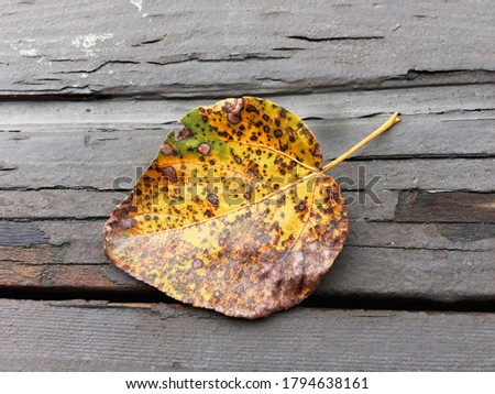 Turned yellow spotted fallen heart shaped leaf is laying on the old cracked porch picture for your project.