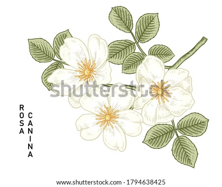 Sketch Floral decorative set. White Dog rose (Rosa canina) flower drawings. Vintage line art isolated on white backgrounds. Hand Drawn Botanical Illustrations. Elements vector. Royalty-Free Stock Photo #1794638425
