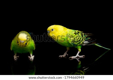 A pair of common parakeets budgerigar bird  (Melopsittacus undulatus)  budgie isolated on black background