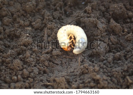 Engerling - cockchafer larvae on the surface of the earth