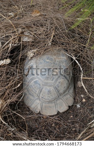 Forest turtle with hatchling aestivating under pine needles on a hot summer day. Royalty-Free Stock Photo #1794668173