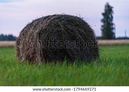 the hay roll stands in an uncollected green meadow and in the background in the distance a large tree and a crop field
