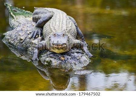 Young alligator and mother