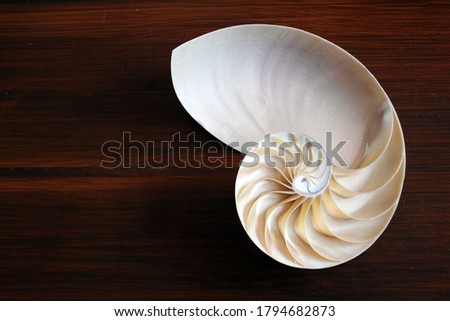 shell nautilus Fibonacci section spiral pearl symmetry half cross golden ratio shell structure growth close up wooden background mother of pearl ( pompilius nautilus ) - stock photo photograph image