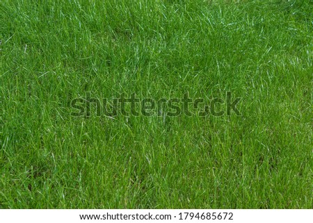 In the garden grows low green juicy grass in August