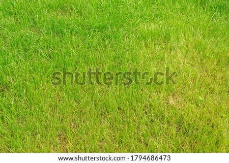 In the summer, the garden area grows green low grass