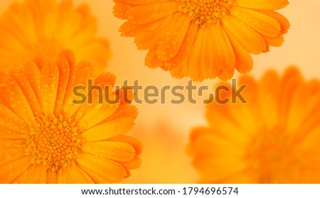 Orange medicinal herb Calendula flowers or Pot Marigold with water drops on a yellow gradient background. Beautiful wallpaper or greeting card. Long banner or template with free space.