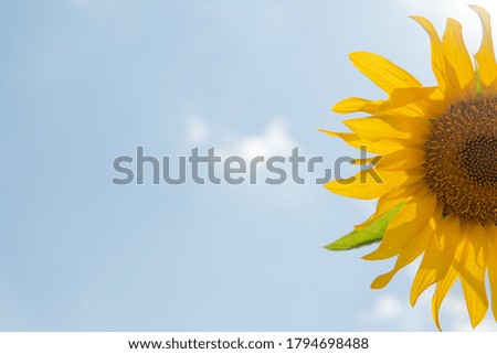 Yellow sunflowers on a background of blue sky