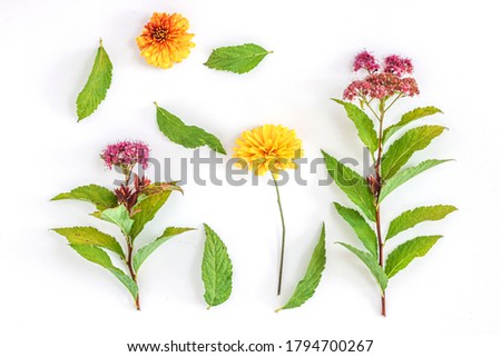 Colorful wildflowers on white background. Flat lay, top view. Floral background