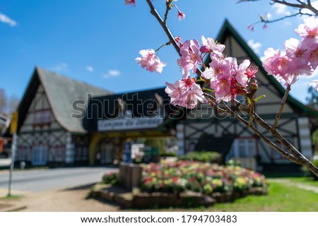 cherry blossom branch with the blurred Campos do Jordão entrance portal in the background.