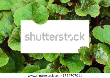 Top view close-up on the green leaves of Ligularia Dentata. Plants background with copy space. Mockup.
