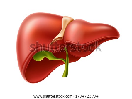 Realistic liver anatomy structure. Vector hepatic system organ, digestive gallbladder organ. Human liver for medical drugs, pharmacy and education design. Royalty-Free Stock Photo #1794723994