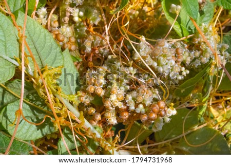 
Cuscuta Dodder strangles young potato shoots. The quarantine plant is a rootless parasite. Dangerous weed in the garden, a pest of agriculture.