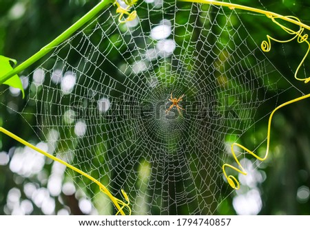 Spider sitting on web with green background. Chandpur, Bangladesh / 2020.