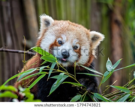 A very beautiful red Panda sits on a tree between branches with bamboo leaves