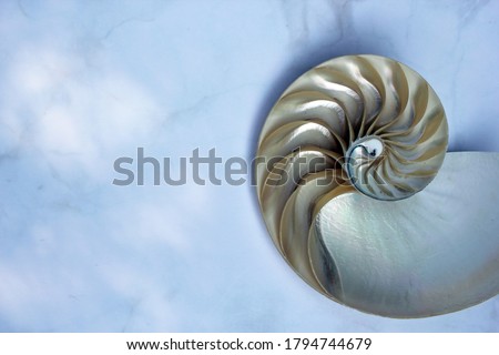 shell pearl spiral nautilus Fibonacci section spiral pearl symmetry half cross golden ratio shell fibonacci structure growth close up mother of pearl shell spiral pompilius nautilus - stock photo