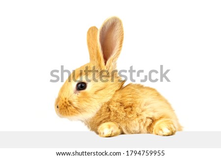 A little fluffy ginger rabbit looks into a banner. Easter cute bunnies isolated on white background.