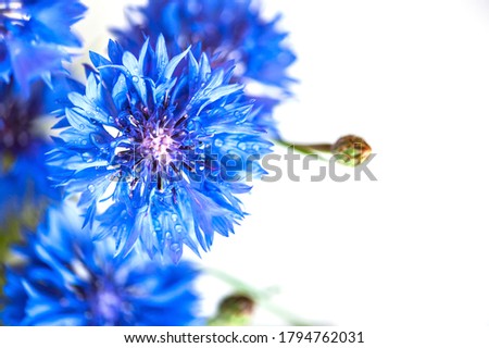 Blue flowers of cornflowers with raindrops on white background. Soft focus.
