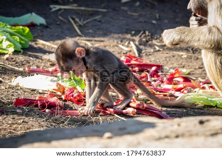 A baby Hamadryas Baboon eating food in the outdoors