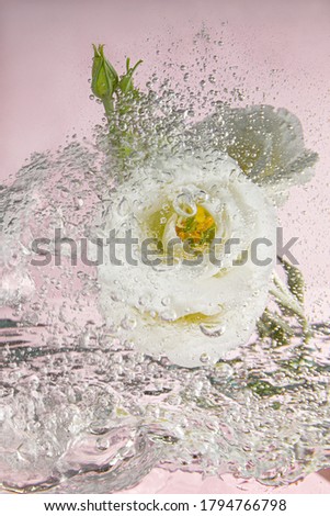 Elegant white eustoma lisiantus splashed by water and water drops on a tender pink background. Elegant and soft background for advertising, picture to promote flower perfume, mackup. Wedding card.