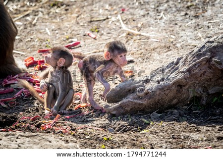 Two baby Hamadryas Baboons playing outside in the sunshine
