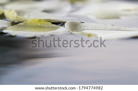 White rose petals on the water. For a water festival or spa