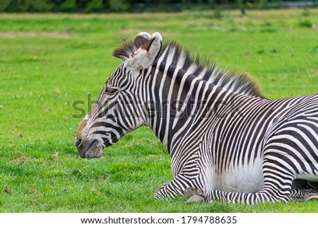 Zebra laying down on some grass