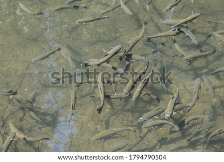Top view of fishes in a lake in the city of North Vancouver, Canada