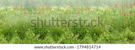 long panoramic photo of blooming red poppies in a green summer field, natural, environmental concept, background for the designer for postcards, wallpapers, banner