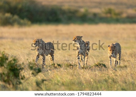 Four cheetah brothers walking together at sunset in Masai Mara in Kenya