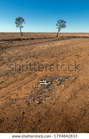Lonely trees in outback australian drought
