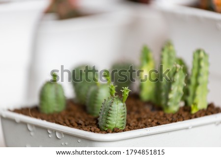 The cactus euphorbia pseudo globose