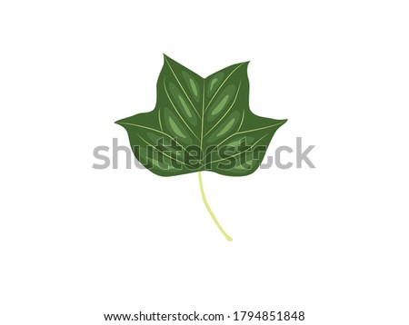 Tulip Leaf Botanical Vector Illustration