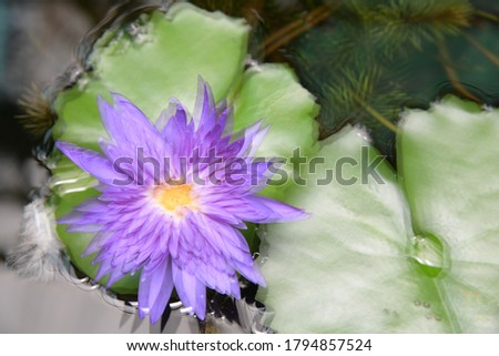 Blur picture of violet lotus blooming and green  leaf in the pond, Pictures of damaged lenses,lens blur picture.Soft focus.