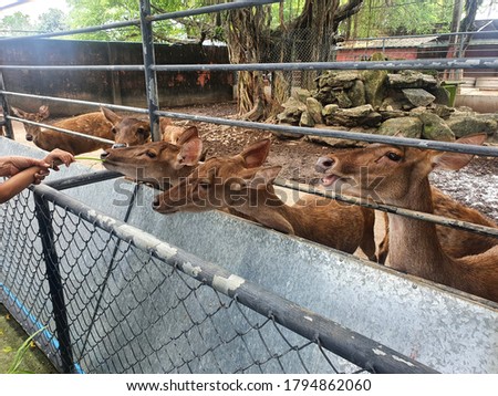 Closeup of Hands holding vegetables Feed the deer in the iron cage at Thailand.