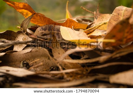 Dry yellow leaves of autumn outdoors