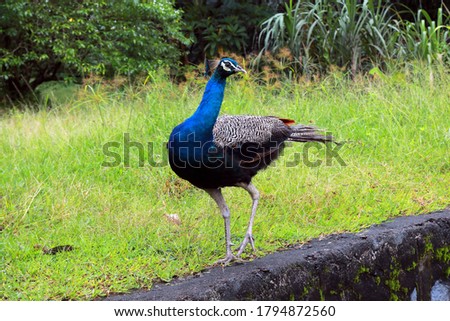 color full peacock green background picture