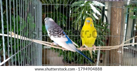 blue and yellow parrot in cage