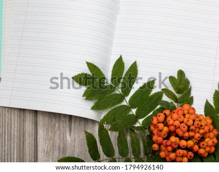 School notebooks in a cage and stripes on a wooden background.A sprig of Rowan.The concept of studying at school, getting an education.Free space for text.