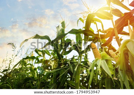 Corn field under beautiful sky with sun, low angle view Royalty-Free Stock Photo #1794953947