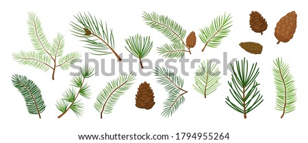 Christmas tree vector branches, fir and pine cones, evergreen set, holiday decoration, winter symbols isolated on white background. Nature illustration Royalty-Free Stock Photo #1794955264