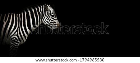 Zebra on a black background. 
Famous African animal. Zebra for websites. Picture of a zebra with place for text