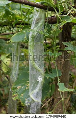 Organic Snake Gourd plant with snake gourd in home garden. Snake gourd cover with poly bags for protection from bugs.