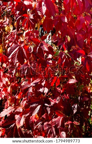 Background of red autumn leaves of maiden grapes