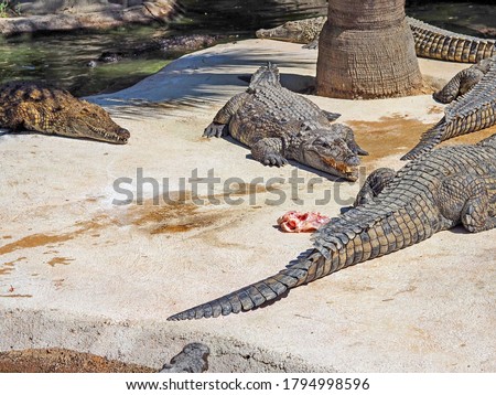 Crocodile farm in Malaga, crocodiles share fresh meat, Spain