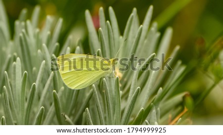 A pale clouded yellow butterfly on a flower