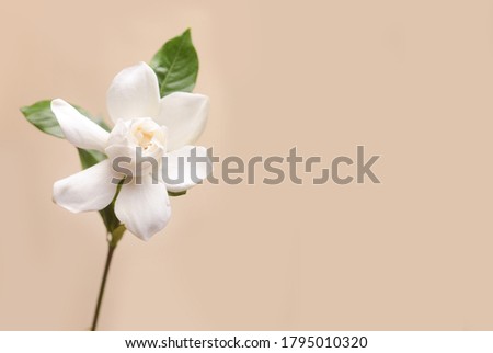 White gardenia with stem on beige backgroundwith copy space 
