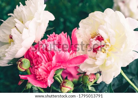 Three peony flowers. Close-up. Floral background.