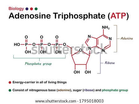 Biological diagram show chemical structure of Adenosine triphosphate (ATP) Royalty-Free Stock Photo #1795018003